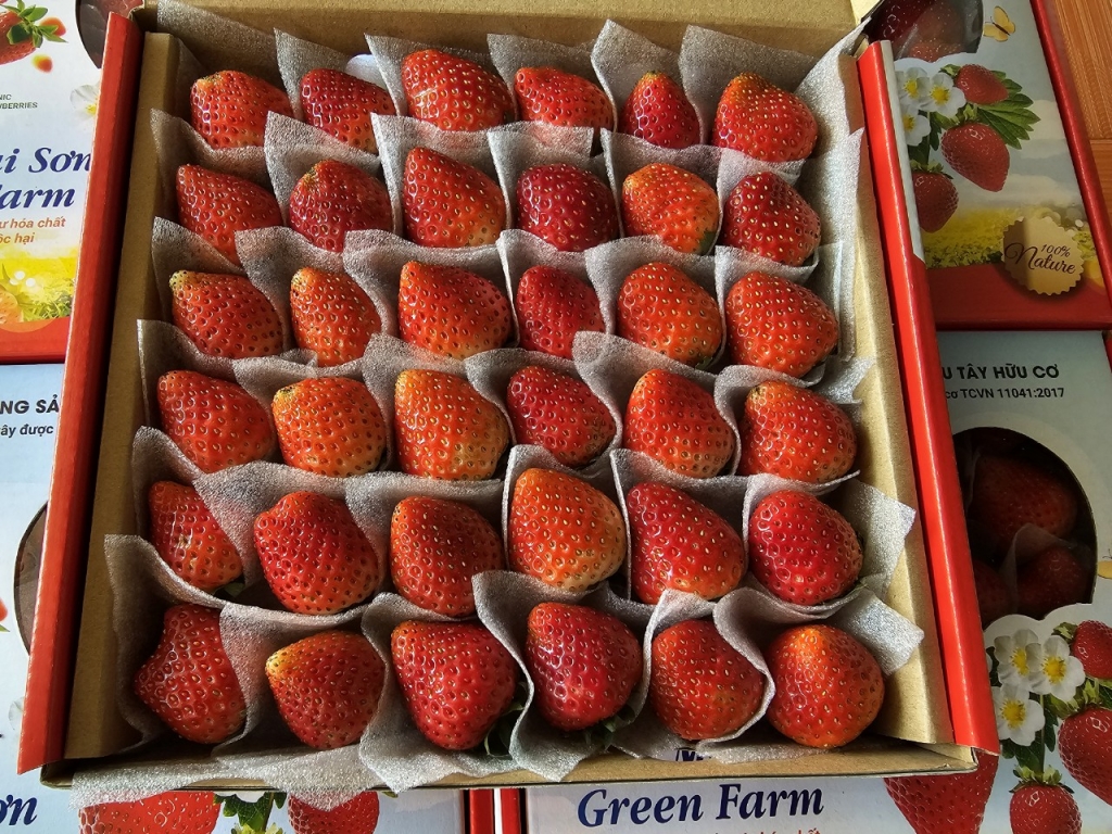 Khải Minh Open Tour