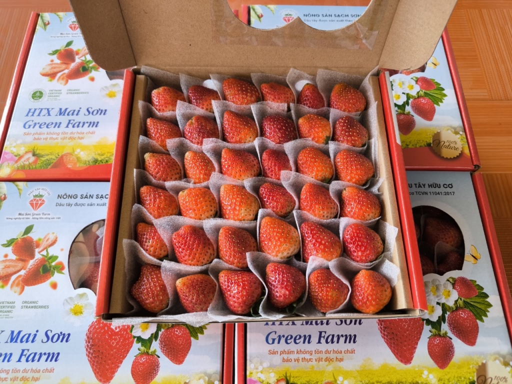 Khải Minh Open Tour