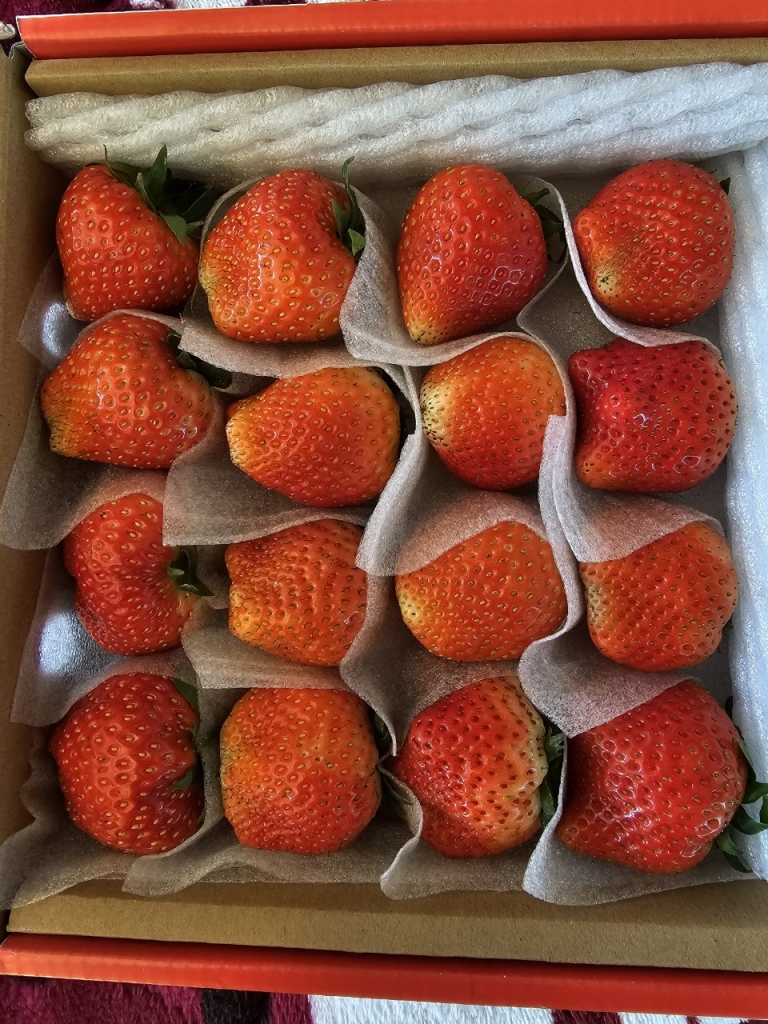 Khải Minh Open Tour