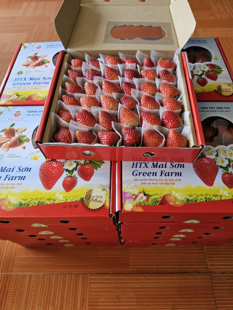 Khải Minh Open Tour