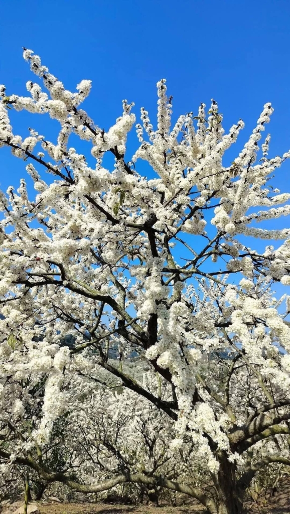 Khải Minh Open Tour