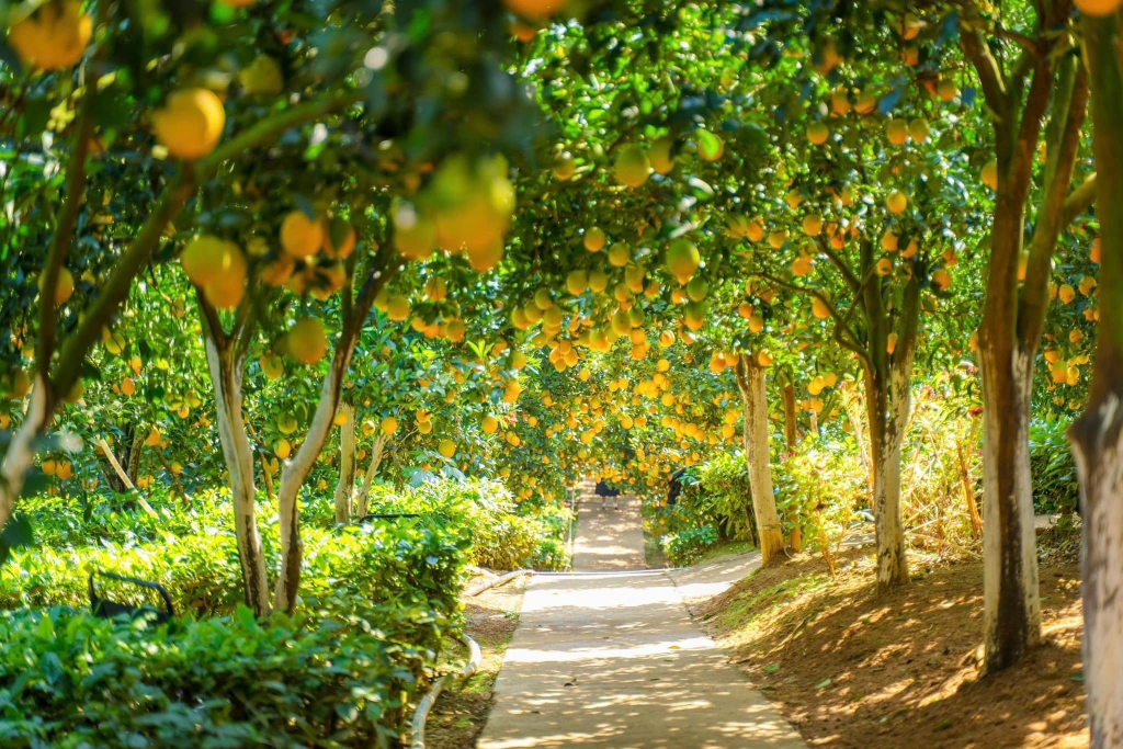 Khải Minh Open Tour