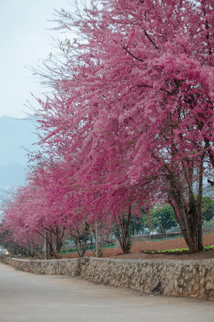 Khải Minh Open Tour