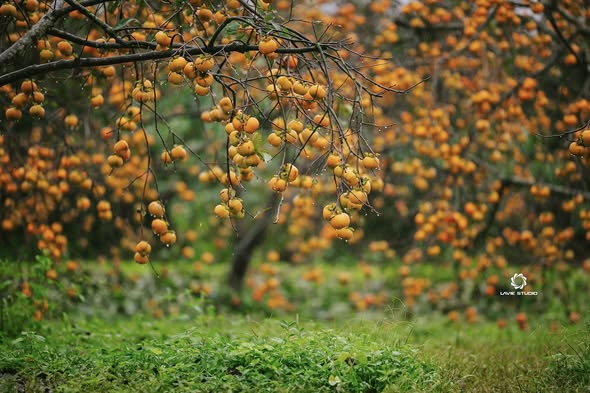 Khải Minh Open Tour