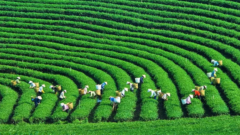 Khải Minh Open Tour